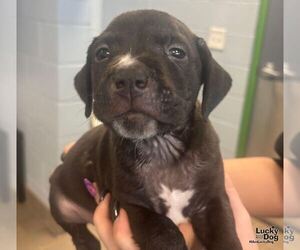 Medium Labrador Retriever Mix