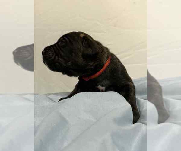 Medium Photo #4 Cane Corso Puppy For Sale in CAMBY, IN, USA