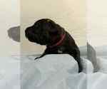 Small #3 Cane Corso