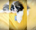 Small #8 Shih Tzu