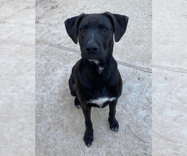Medium Photo #4 Labrador Retriever-Unknown Mix Puppy For Sale in Brewster, NY, USA