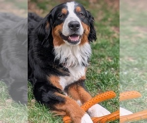 Mother of the Bernedoodle-Bernese Mountain Dog Mix puppies born on 06/18/2025