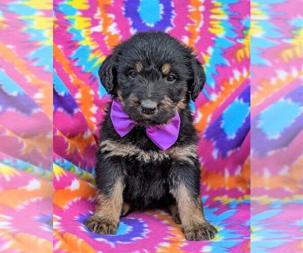 Medium Photo #2 Rottle Puppy For Sale in KIRKWOOD, PA, USA
