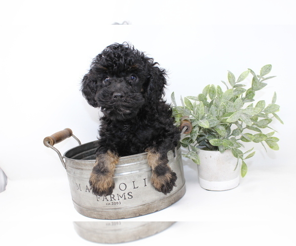 Medium Photo #1 Poodle (Toy) Puppy For Sale in ROCKY MOUNT, NC, USA