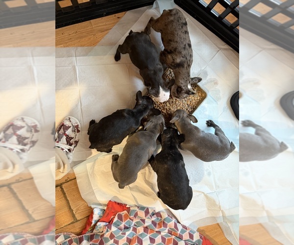 Medium Photo #1 Faux Frenchbo Bulldog Puppy For Sale in ROUND LAKE, IL, USA