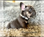 Small #5 French Bulldog