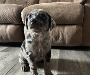 Australian Shepherd-Rottweiler Mix Puppy for sale in SHELBY, OH, USA