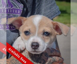 Jack-Rat Terrier Dogs for adoption in Huntley, IL, USA