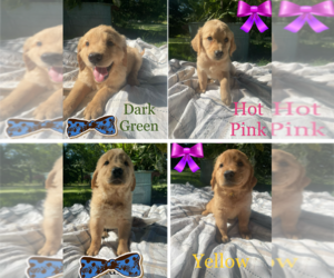 Golden Retriever Puppy for sale in MARSHALL, IL, USA