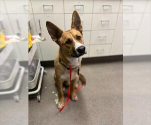 Gerberian Shepsky Dogs for adoption in HESPERIA, CA, USA