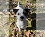 Small Photo #5 Havashu Puppy For Sale in Greensboro, NC, USA
