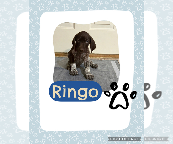 Medium Photo #2 German Shorthaired Pointer Puppy For Sale in SHERMANS DALE, PA, USA