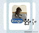 Puppy Ringo German Shorthaired Pointer