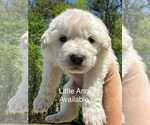 Small Great Pyrenees