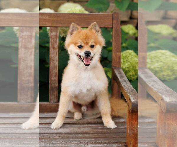 Medium Photo #4 Chiranian Puppy For Sale in McKinney, TX, USA