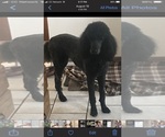 Small Photo #5 Poodle (Standard) Puppy For Sale in LOGAN, UT, USA