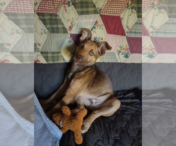 Medium Photo #3  Puppy For Sale in , 