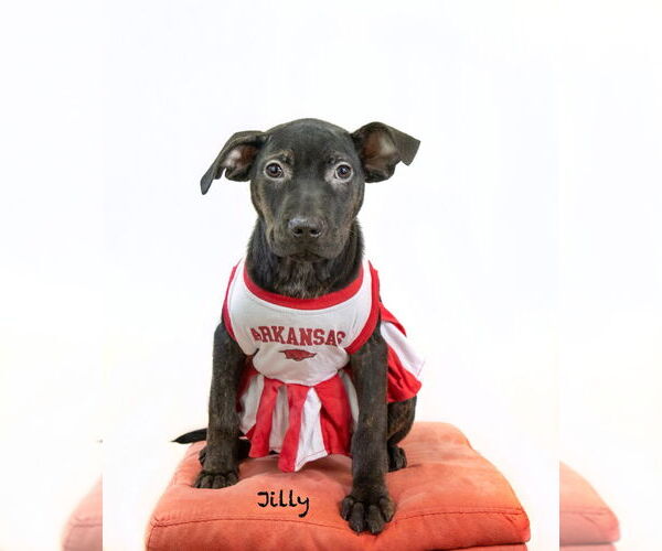 Medium Photo #2 Plott Hound-Unknown Mix Puppy For Sale in Hot Springs Village, AR, USA
