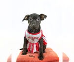 Small #1 Plott Hound Mix