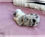 Small Photo #5 Miniature Australian Shepherd Puppy For Sale in ADAIRSVILLE, GA, USA