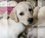 Small Photo #2 Labrador Retriever Puppy For Sale in MINOCQUA, WI, USA
