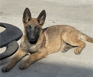 Malinois Puppy for Sale in MADERA, California USA
