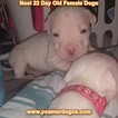 Small Photo #4 Dogo Argentino Puppy For Sale in PINEVILLE, MO, USA