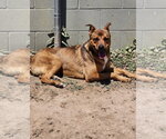 Small #2 German Shepherd Dog Mix