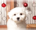 Small Photo #11 Zuchon Puppy For Sale in NAPLES, FL, USA