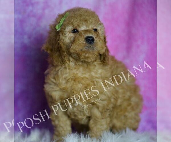 Medium Photo #4 Goldendoodle (Miniature) Puppy For Sale in WARSAW, IN, USA