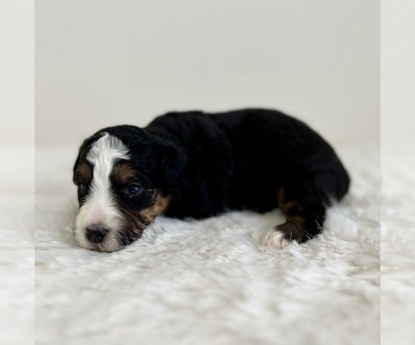 Medium Photo #38 Aussiedoodle Miniature -Miniature Bernedoodle Mix Puppy For Sale in CULPEPER, VA, USA