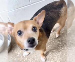 Rat Terrier-Unknown Mix Dogs for adoption in Houston, TX, USA