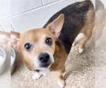 Small Rat Terrier Mix