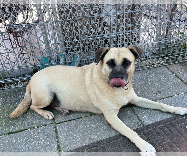 Medium Photo #2 Mutt Puppy For Sale in Spring Lake, NJ, USA
