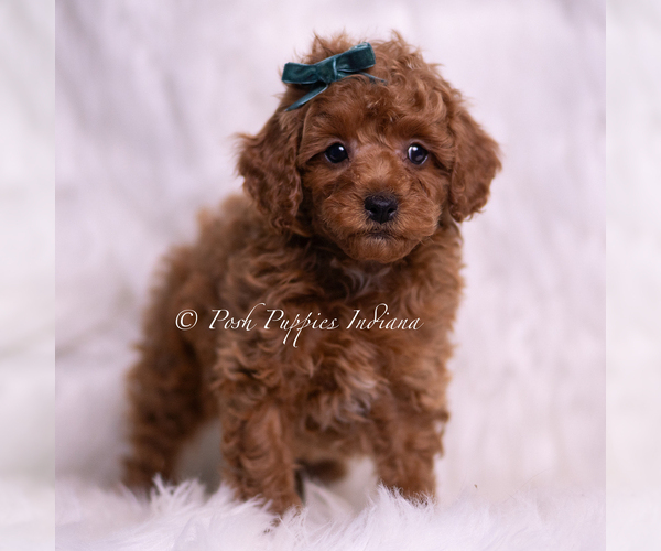 Medium Photo #4 Poodle (Miniature) Puppy For Sale in WARSAW, IN, USA