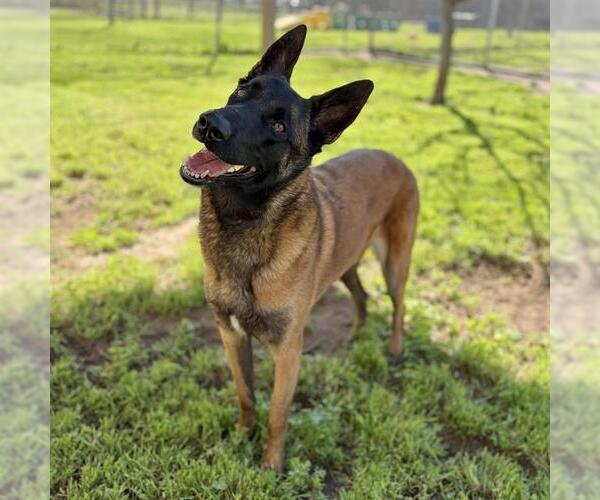 Medium Photo #1 Siberian Husky Puppy For Sale in Modesto, CA, USA