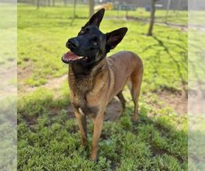 Siberian Husky Dogs for adoption in Modesto, CA, USA