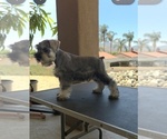 Small #1 King Schnauzer