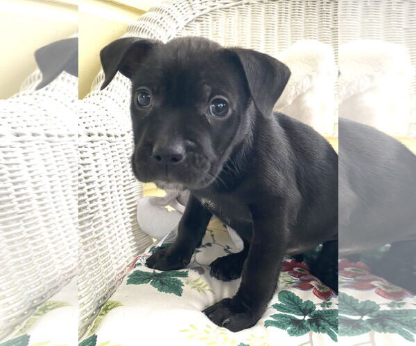 Medium Photo #2 Mutt Puppy For Sale in Holly Springs, NC, USA