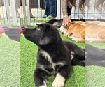 Small #4 pomeranian spitz Mix