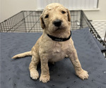 Puppy Puppy Black Goldendoodle