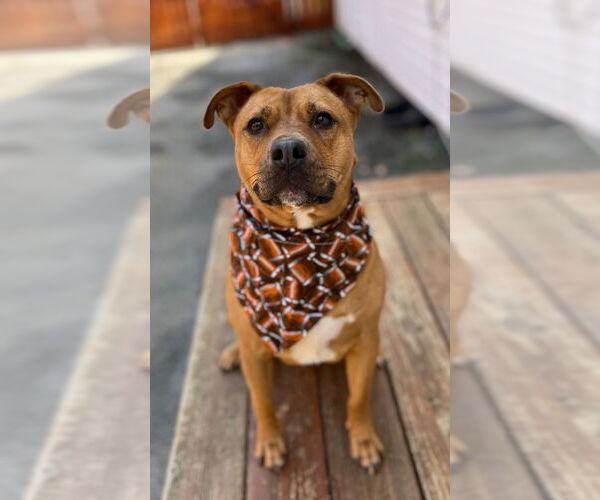 Medium Photo #7 Staffordshire Bull Terrier-Unknown Mix Puppy For Sale in Calhoun, GA, USA