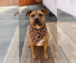 Small #6 Staffordshire Bull Terrier Mix