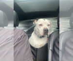 Small #13 American Staffordshire Terrier
