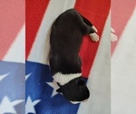 Small Photo #100 Border Collie Puppy For Sale in NORBORNE, MO, USA
