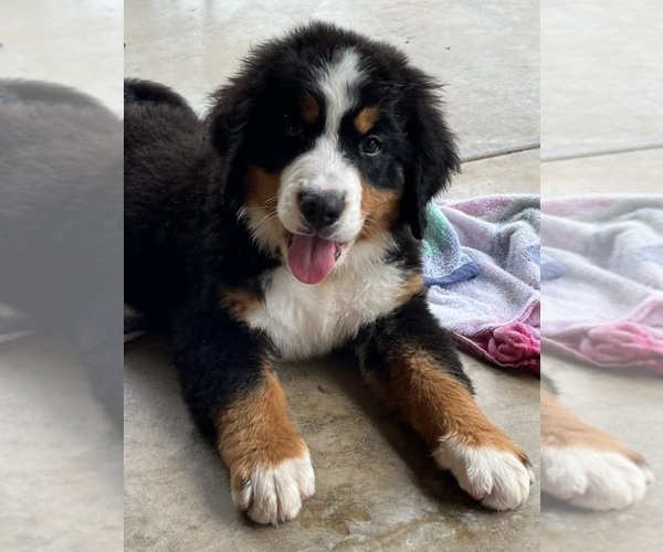 View Ad Bernese Mountain Dog Litter of Puppies for Sale near Missouri, NORWOOD, USA. ADN612284