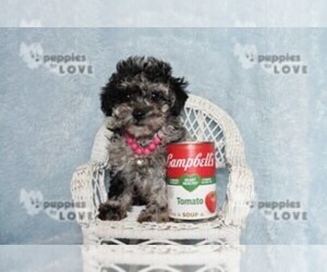 Poodle (Toy) Puppy for sale in SANGER, TX, USA