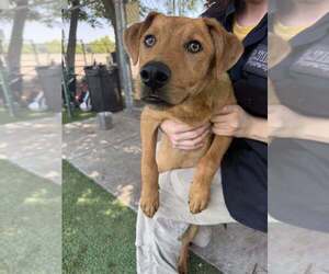 Labrador Retriever-Unknown Mix Dogs for adoption in Calgary, Alberta, Canada