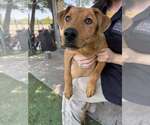Small Labrador Retriever Mix