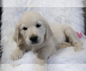 Golden Retriever Puppy for sale in SHILOH, OH, USA